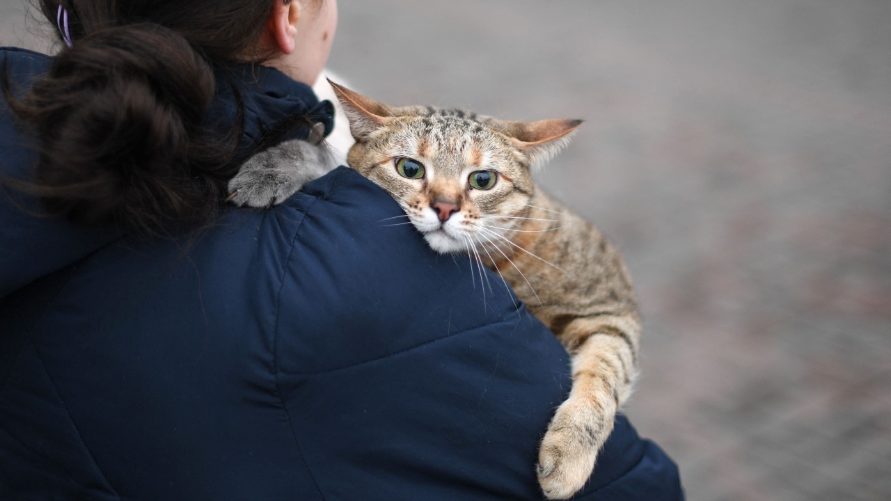 แมรีแลนด์ ผลักดัน ก.ม.ห้ามถอดเล็บแมว เป็นรัฐที่ 2 ต่อจากนิวยอร์ก