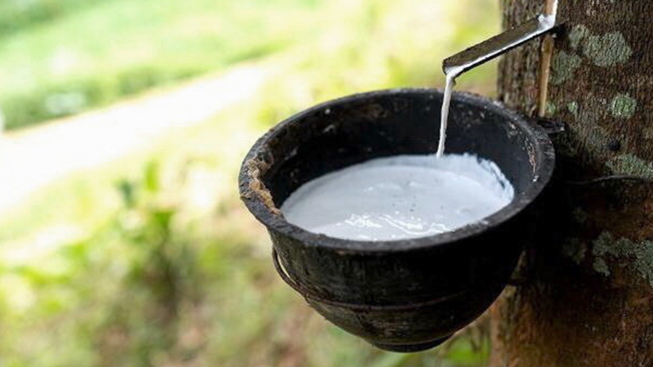 ชาวสวนเฮ..ยางราคาพุ่ง ยางสังเคราะห์สูงจากสงคราม