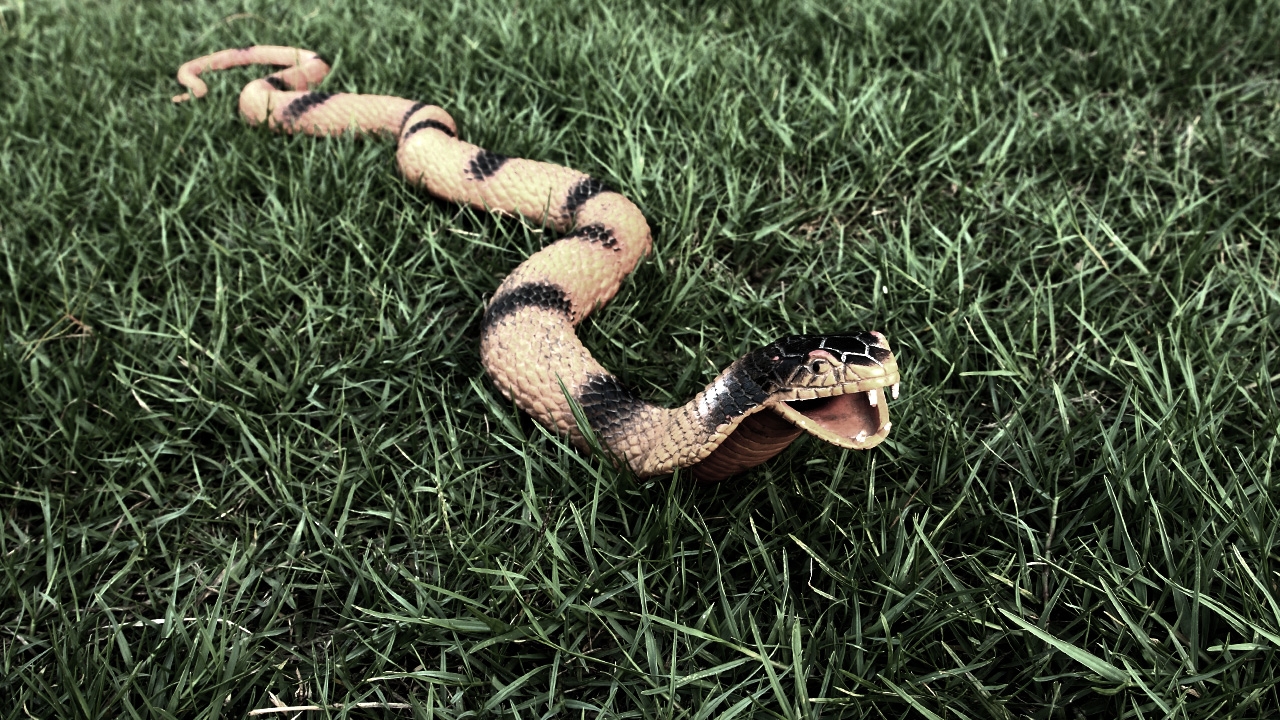 ความหมาย 'ฝันว่างูเข้าบ้าน' และเลขเด็ด คืออะไร? 