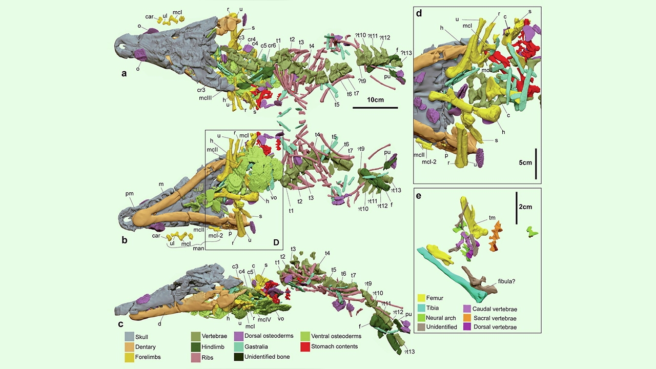 จระเข้ยุคครีเตเชียสกินไดโนเสาร์ออร์นิโธพอด