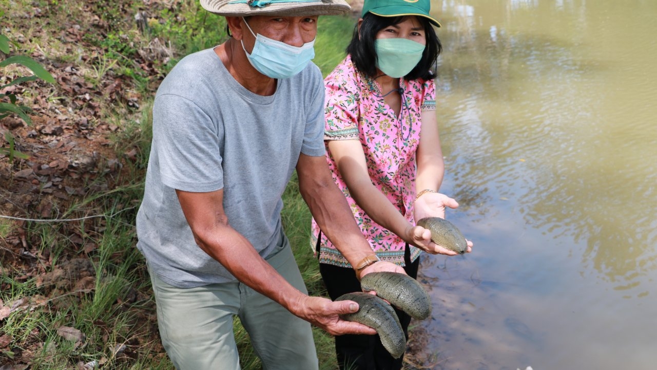 ชาวเกาะยาวน้อย มุ่งปั้น "ปลิงทะเลขาว" หวังเป็นสัตว์เศรษฐกิจใหม่ของพังงา