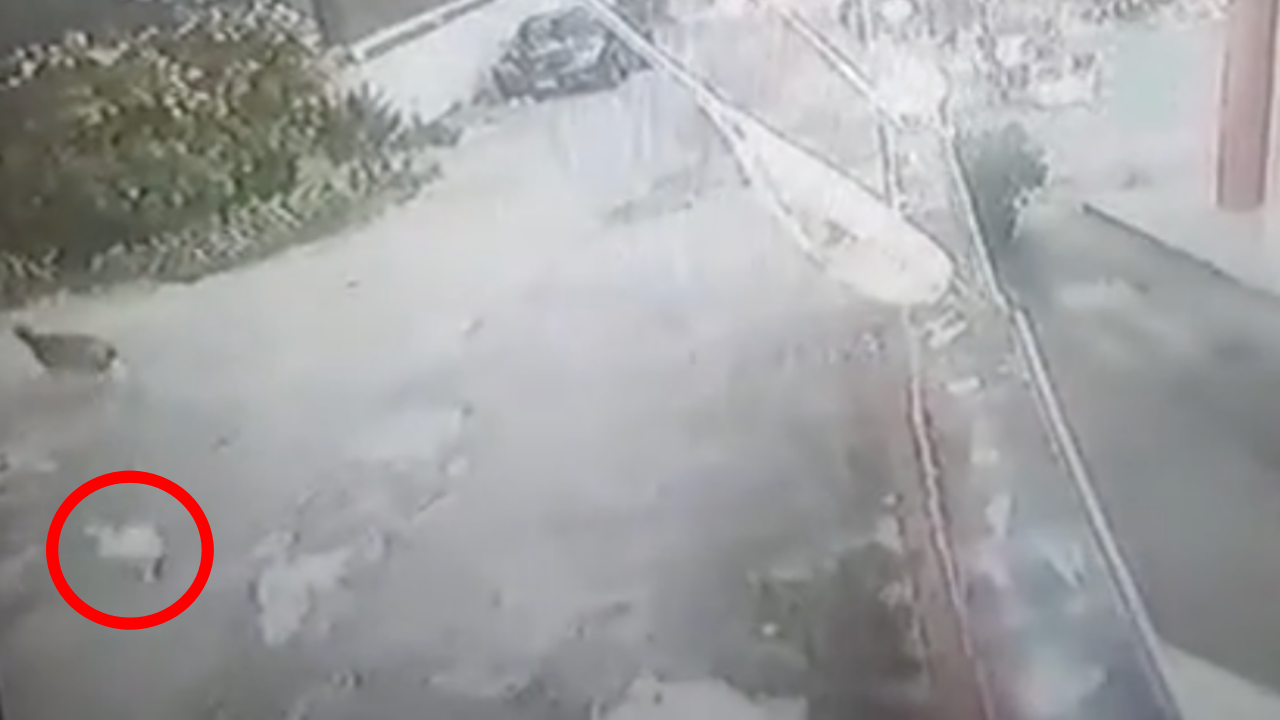 เจอที่มา "ไก่ซิลกี้" ของสาวออสเตรียหายปริศนา พบโดนสุนัขไล่กัด หนีขึ้นเนินเขา