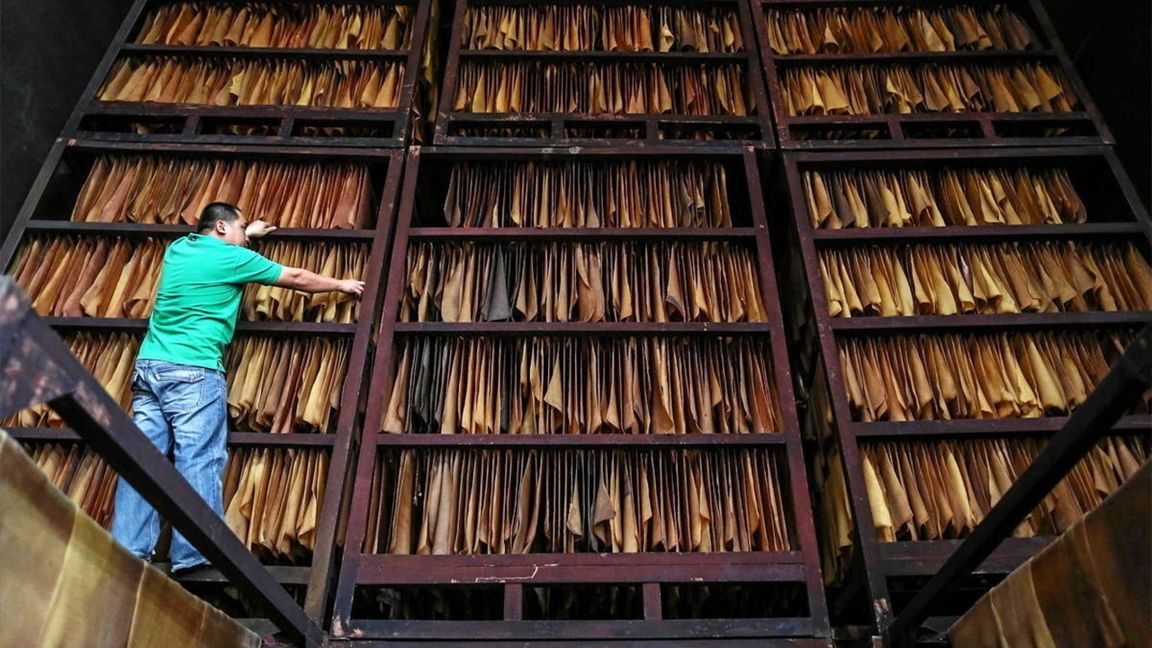 2565..ยางพารารุ่ง