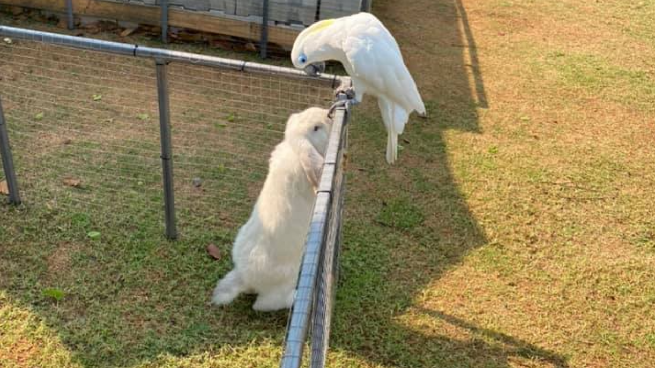 คาเฟ่ดังเขาใหญ่ เผยคลิปสุดช้ำ ลูกค้าเด็กรุมโยนหินใส่กระต่ายพันธุ์หายาก