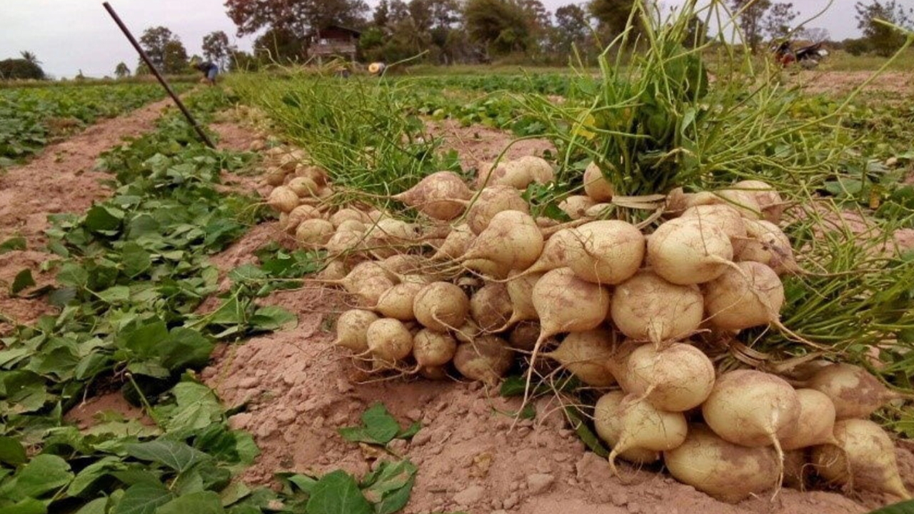 กับดักไส้เดือนฝอยพิชิตเสี้ยนดิน เพิ่มคุณภาพผลผลิตมันแกวบรบือ