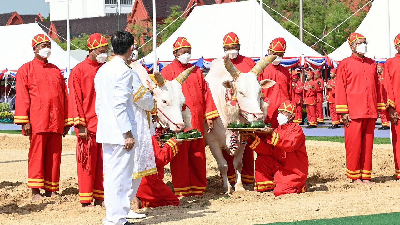 เศรษฐกิจรุ่งเรือง! ธัญญาหารสมบูรณ์-น้ำท่าดี ผลเสี่ยงทายพิธีแรกนาขวัญ