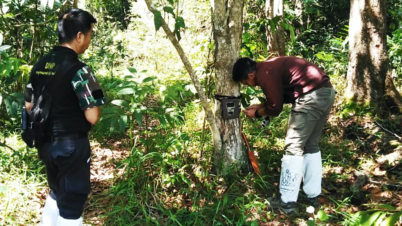 หน.อุทยานฯ ยัน เขาใหญ่ ไม่มี "เสือโคร่ง" ผู้ต้องหาน่าจะอ้างมั่ว