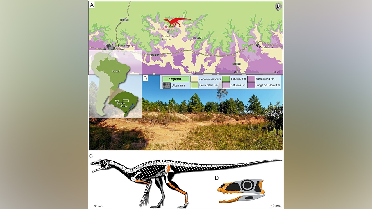 ระบุสัตว์เลื้อยคลานใหม่ ยุคไทแอสสิกในบราซิล