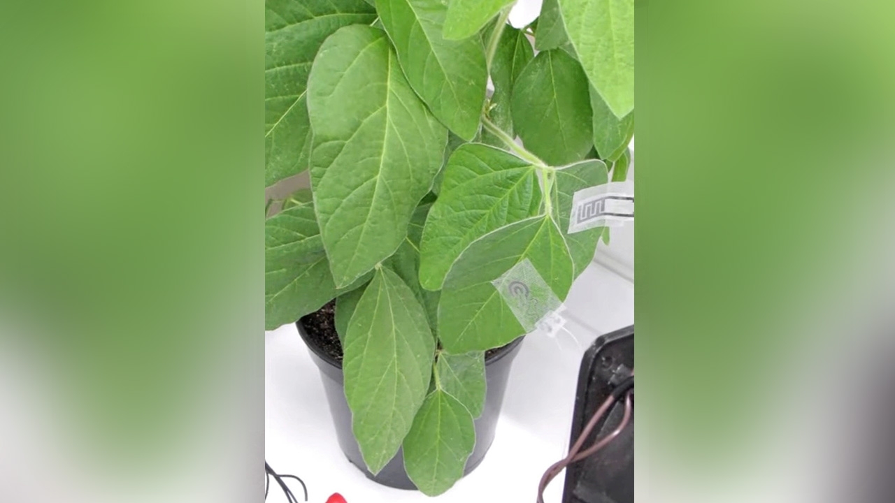 เทคโนโลยีสวมใส่ได้แบบใหม่สำหรับพืช