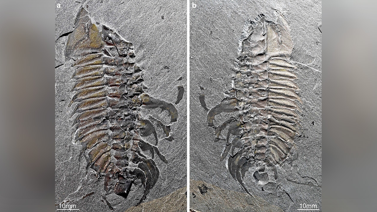 ไทรโลไบต์กลางยุคแคมเบรียน ชี้การสืบพันธุ์