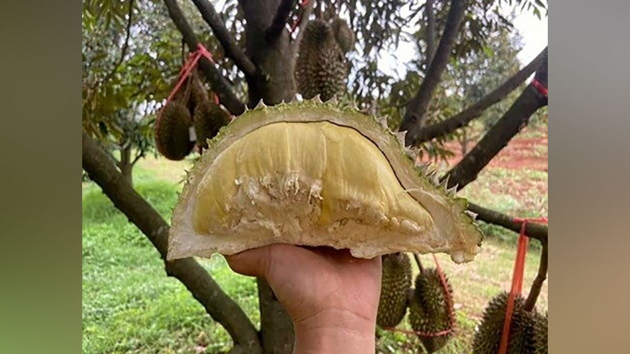 กูปรีอัลกอริทึมนวัตกรรมต้นแบบ ลดต้นทุนทุเรียนภูเขาไฟ 50%