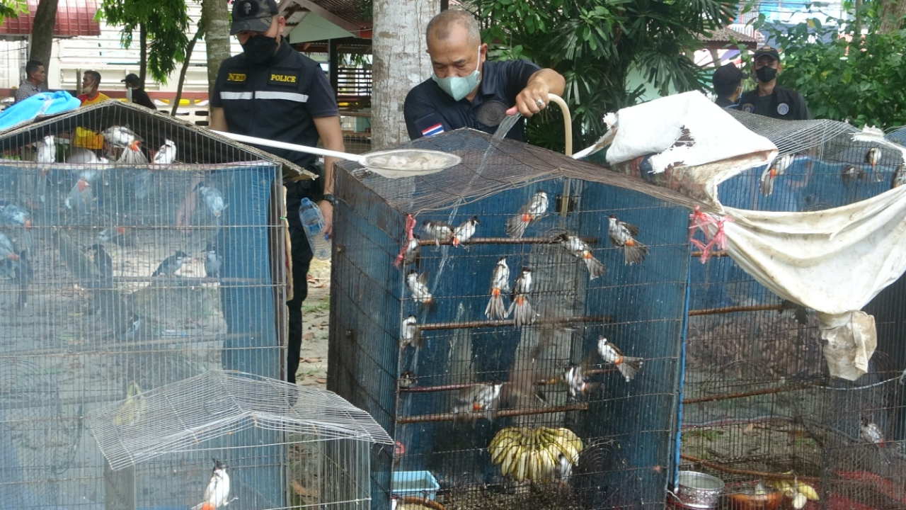 ทลายแหล่งใหญ่ ค้านกกรงหัวจุก ยึดได้ 500 ตัว กลางเมืองปัตตานี  