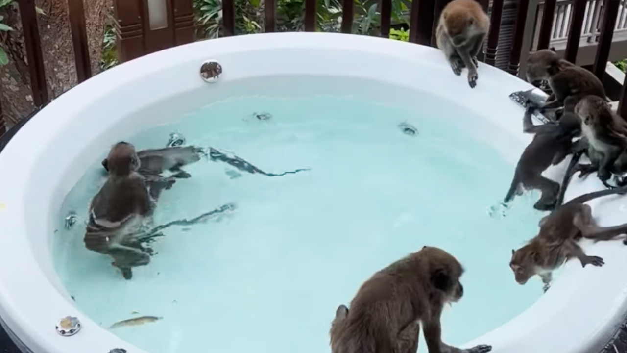 หนุ่มรีวิวพักโรงแรมหรู แต่เจอปาร์ตี้ลิงเล่นน้ำ โอดมาเที่ยวแต่เจอปัญหาสารพัด