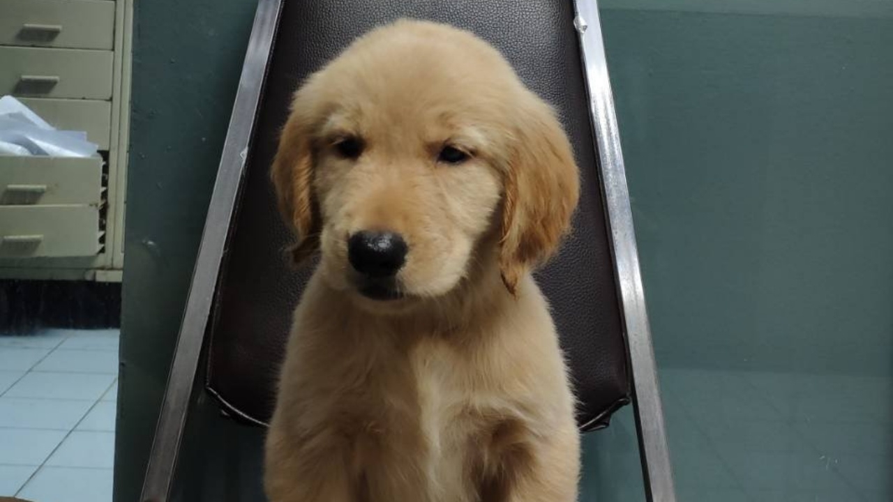 ประกาศตามหาผู้ปกครอง "น้องหมาโกลเด้นฯ" หลังพลัดหลงจากบ้านช่วงฝนตก