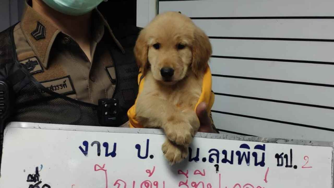 "น้องหมาโกลเด้นฯ" ยังรอเจ้าของที่ สน.ลุมพินี เผยมีคนเอ็นดูแห่ขอรับเลี้ยง