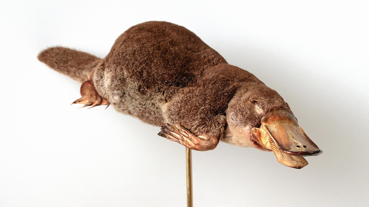 หลักฐานสัตว์เลี้ยงลูกด้วยนมบางตัววางไข่