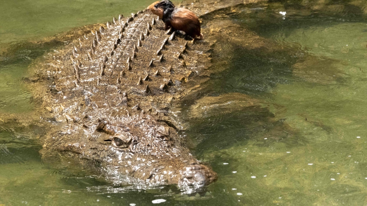 จระเข้กัดชายตายสลดที่อินโดนีเซีย ลากร่างครึ่งท่อนไปตามแม่น้ำสุดสยอง  (คลิป)