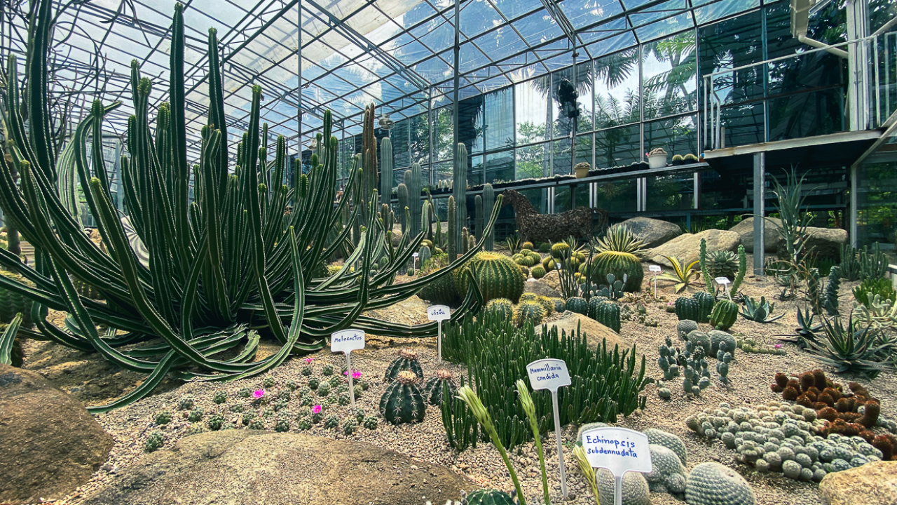 รีวิวคาเฟ่แคคตัสใหญ่สุดในกรุงเทพฯ