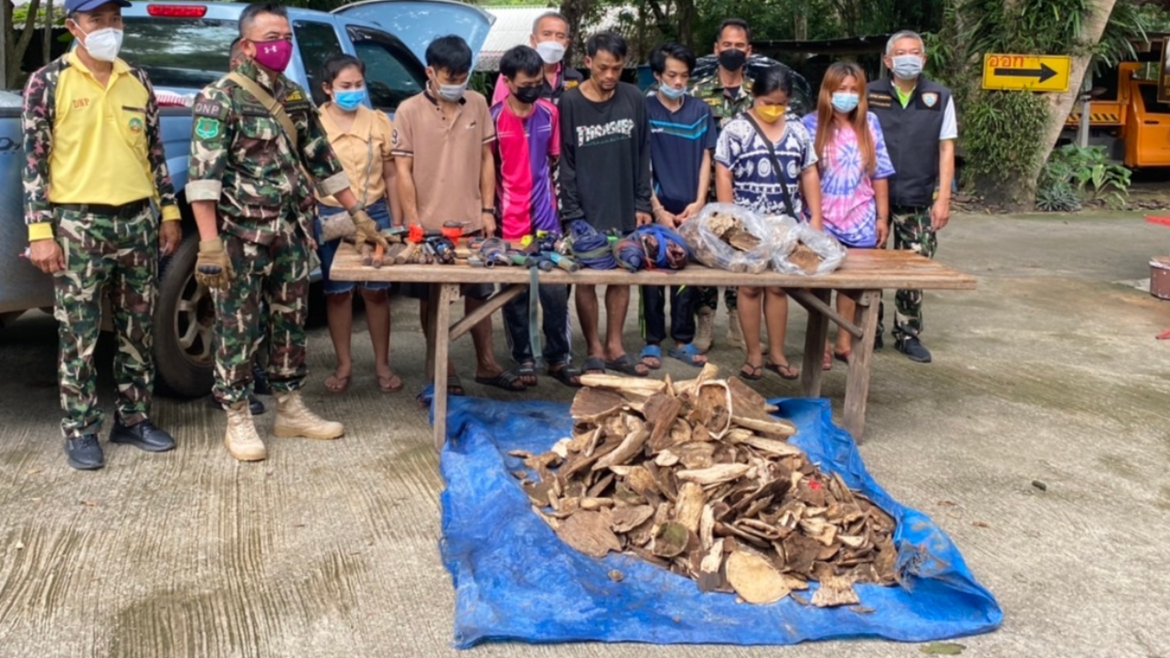 แพงกว่าทอง จับแก๊งลักตัดไม้กฤษณาเขาใหญ่ ของกลางค่า 1.5 ล้าน