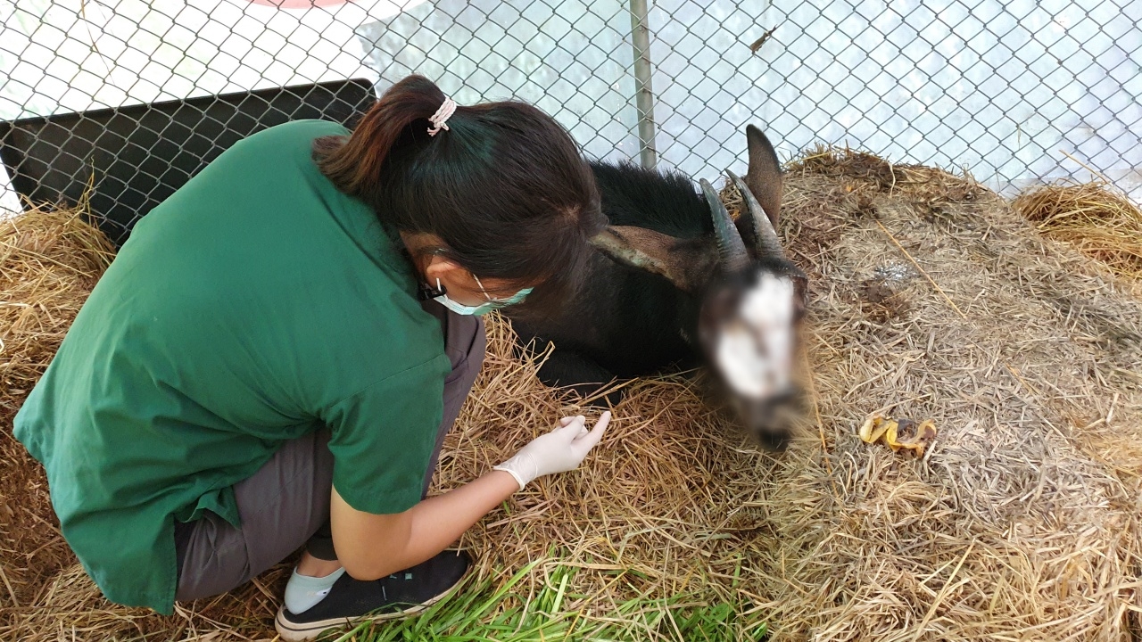 หนูสู้ หมอก็จะสู้ แม้เปอร์เซ็นต์รอดต่ำ ช่วย "เลียงผา" เจ็บหนัก หนอนไชหน้า