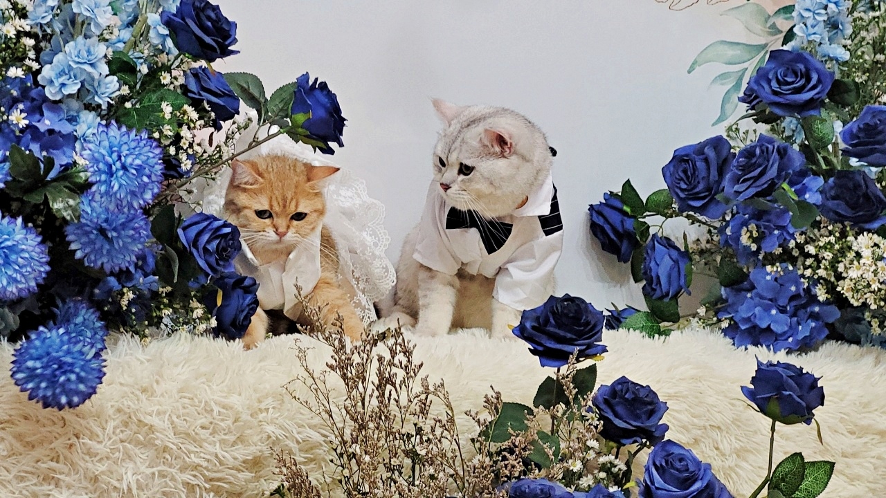 ชมภาพพิธีวิวาห์ "เบบี้-สก็อต" จัดงานหวานชื่น แม่เจ้าสาวปลื้มกลั้นน้ำตาไม่อยู่