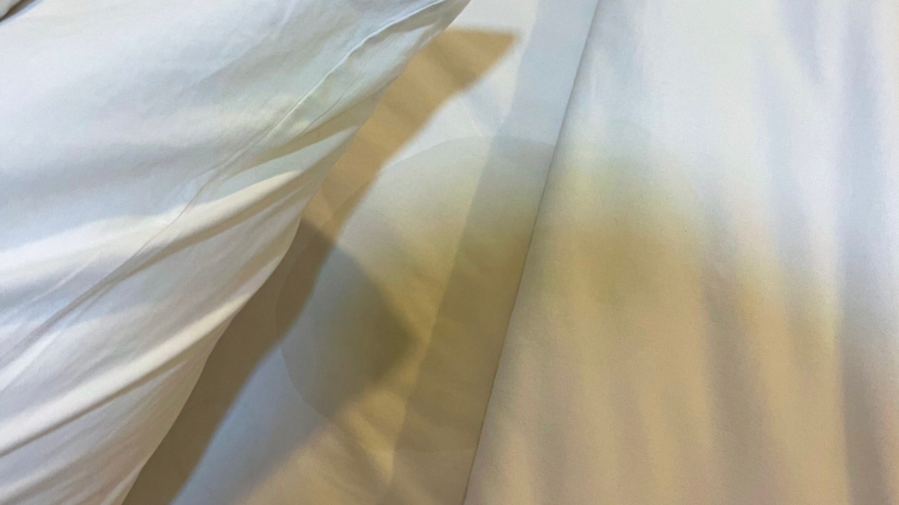 โรงแรมวอนลูกค้าทำตามกฎ หลังนำสุนัขขึ้นเตียง ขับถ่ายเลอะที่นอน-ผ้าม่าน