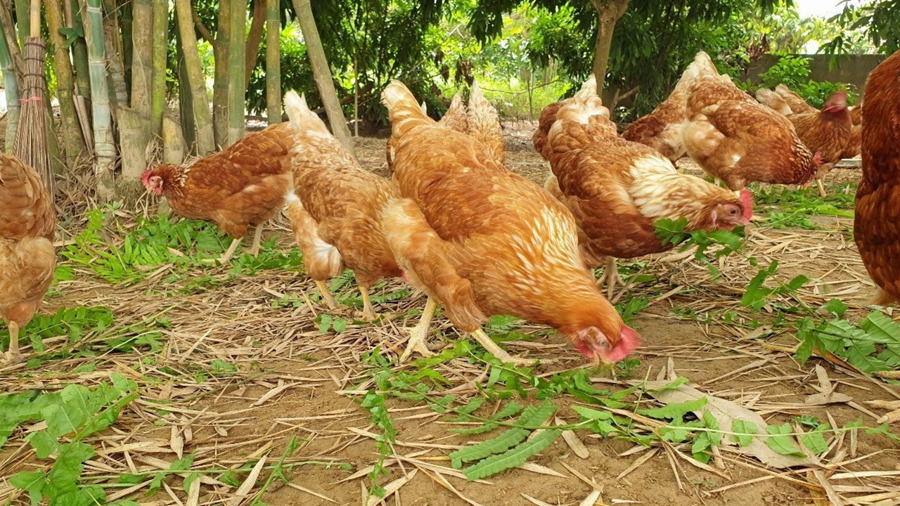 ช่วยกันเฝ้าระวังไข้หวัดนก H3N8