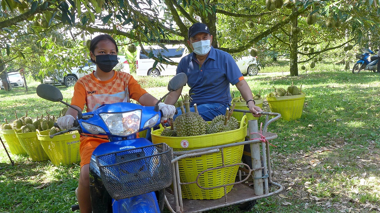 ขยาย GAP Plus ลงภาคใต้ ทุเรียนแปลงใหญ่ปลอดเชื้อโควิด