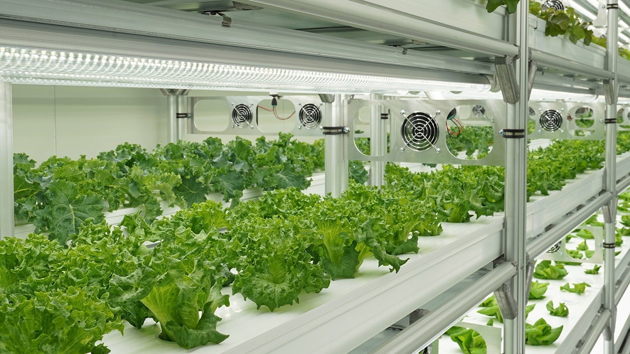 “FlexiFarm” คอนเทนเนอร์ฟาร์ม อีกนวัตกรรม..ปลูกผักในเมือง