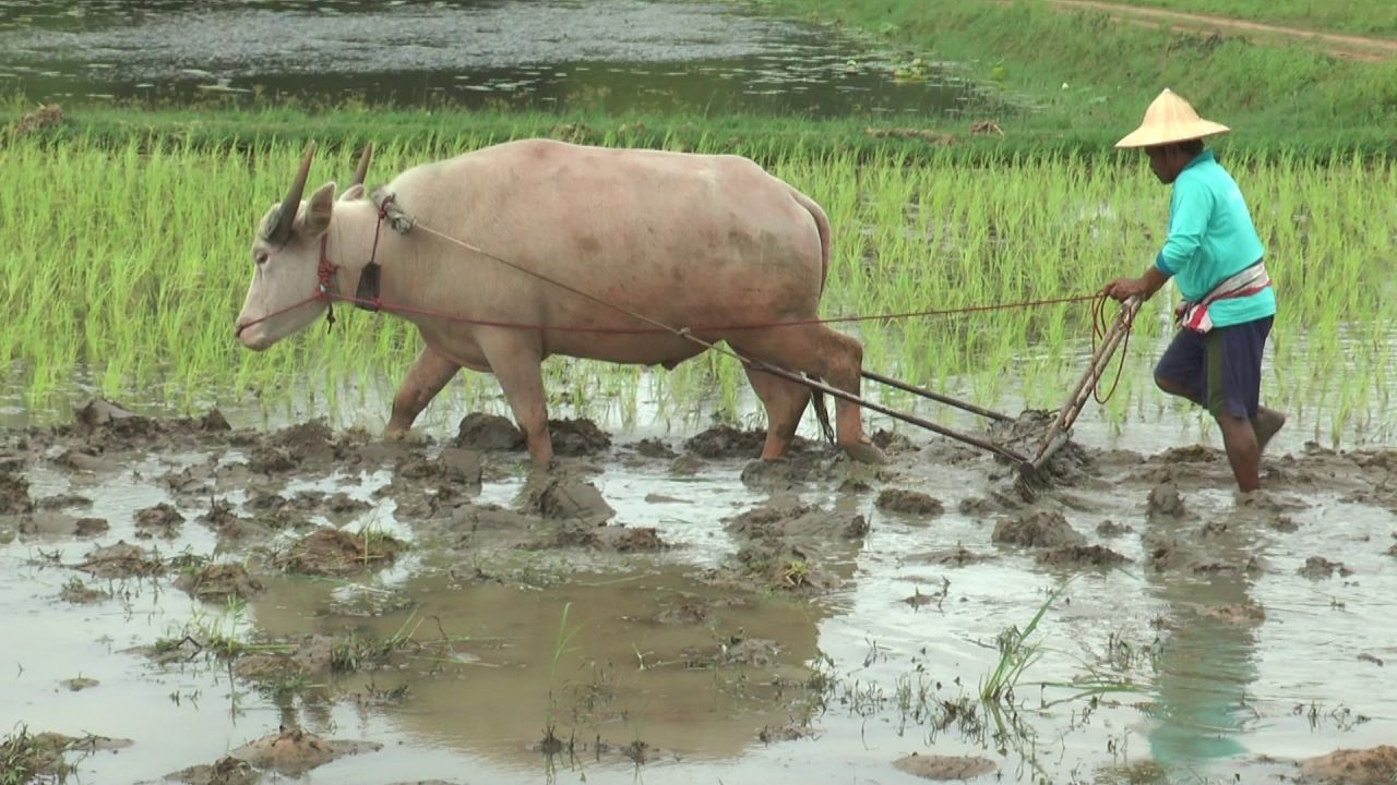 น้ำมันแพงชาวนายโสธร ใช้ควายไถนาลดต้นทุน สืบสานวิถีของเกษตรกรรมดั้งเดิม