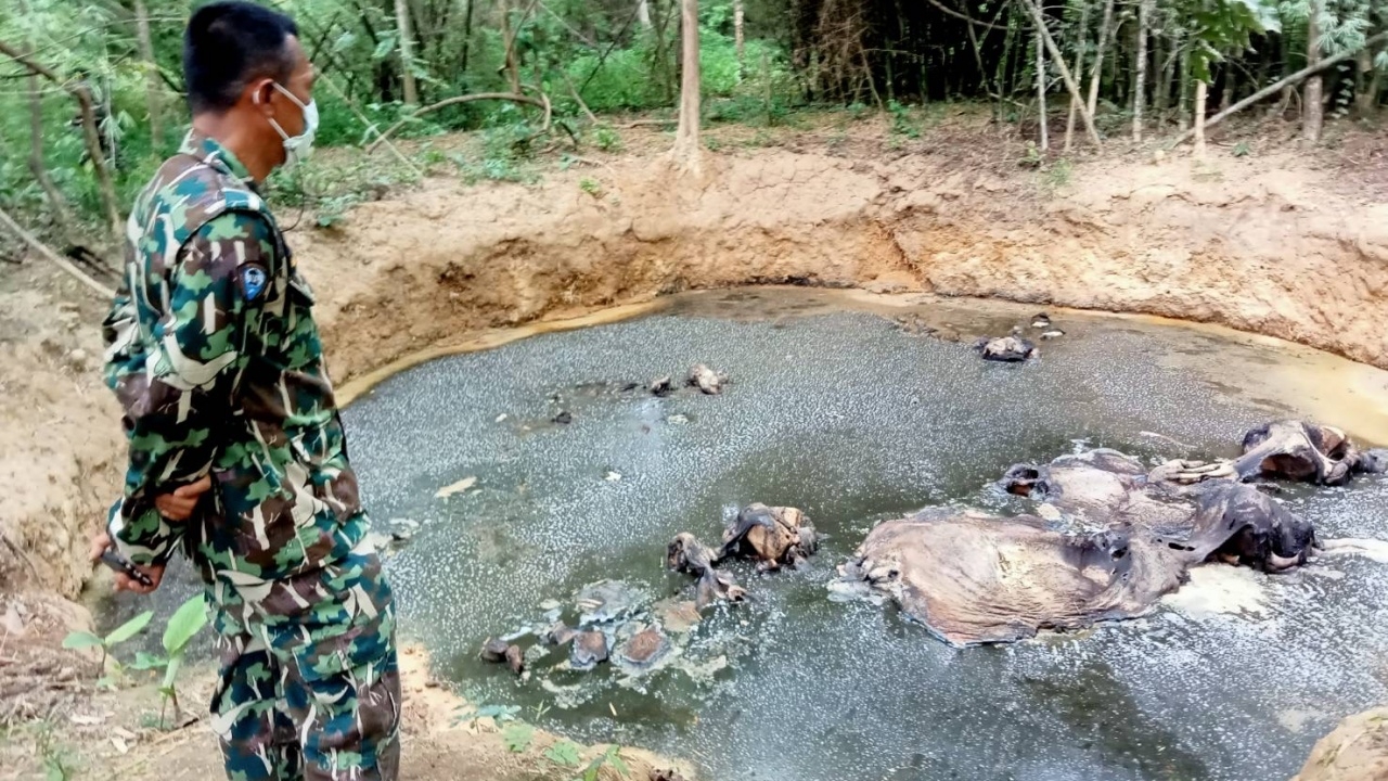 สลด พบซากช้างป่า 5 ตัว ตกบ่อหลุมยุบตัวตาย ในเขตป่าเขาพระฤๅษี