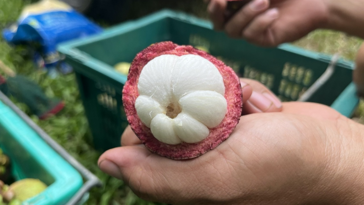 จิ๋วแต่แจ๋ว มังคุด ทุเรียน ออร์แกนิก ส่งนอกไม่ได้ ขายในประเทศสุดปัง