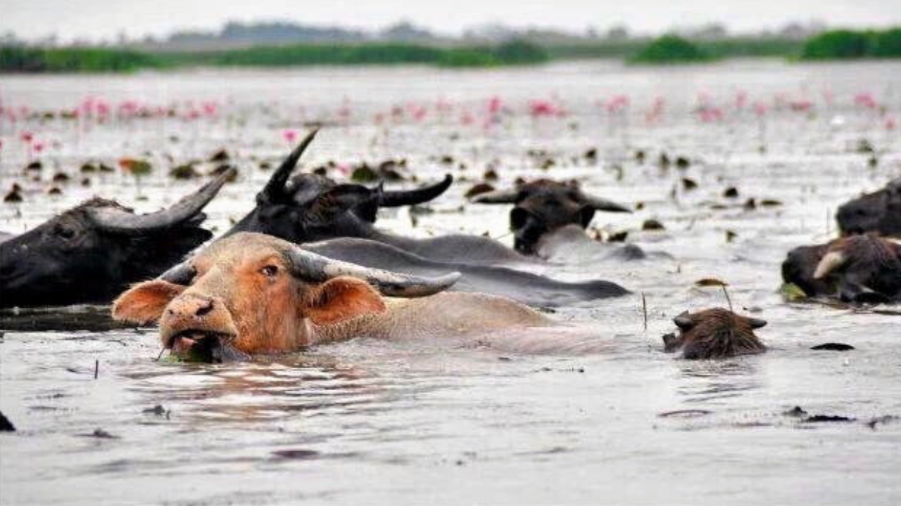 เตรียมยื่น “เลี้ยงควาย-เกษตรเชิงนิเวศทะเลน้อย” เป็น Soft Power มรดกทางการเกษตรโลก