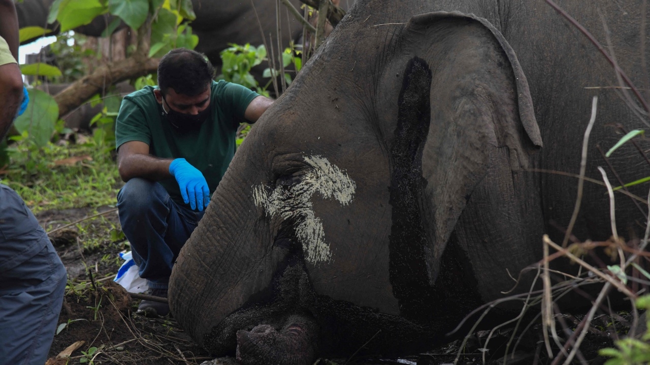 ช้างป่าอินเดียตายสลดยกโขลง คาดถูกฟ้าผ่า