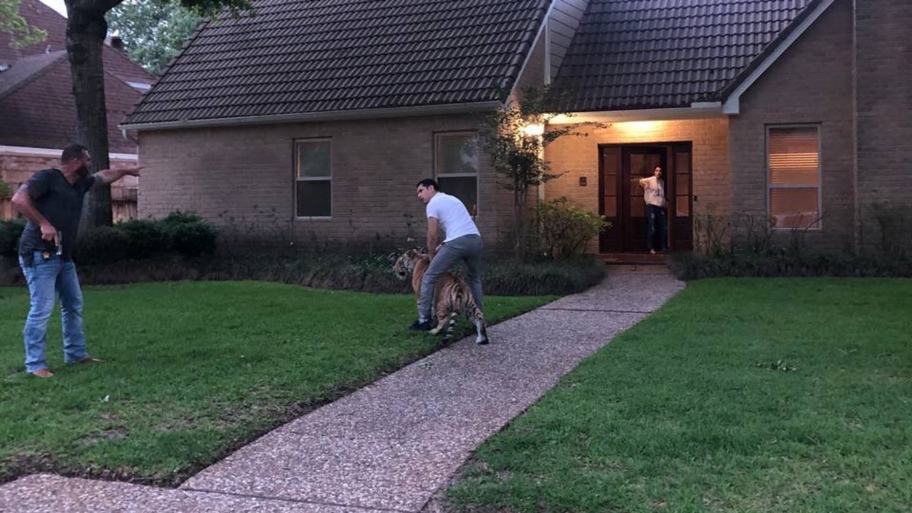 ระทึก เสือเบงกอลหลุดจากบ้านเดินเพ่นพ่านบนถนนเทกซัส ก่อนเจ้าของอุ้มขึ้นรถหนี