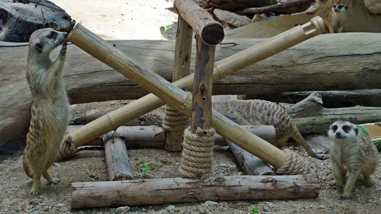 เชียงใหม่ไนท์ซาฟารี จัดเฟซบุ๊กไลฟ์ดู "เมียร์แคต" โชว์ความน่ารักผ่านจอ