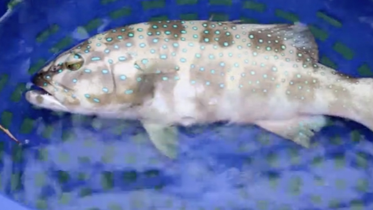 ปลาย่ำสวาท ยอดวัตถุดิบจากทะเลตราด ปลาทะเลเนื้อดี ทำรายได้งามให้เกษตรกร