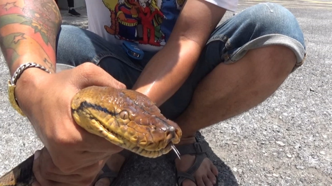 หนุ่มผวา "งูเหลือม" ซุกตัวหลังห้าง รีบแจ้งกู้ภัย หวั่นลูกค้าได้รับอันตราย (คลิป)