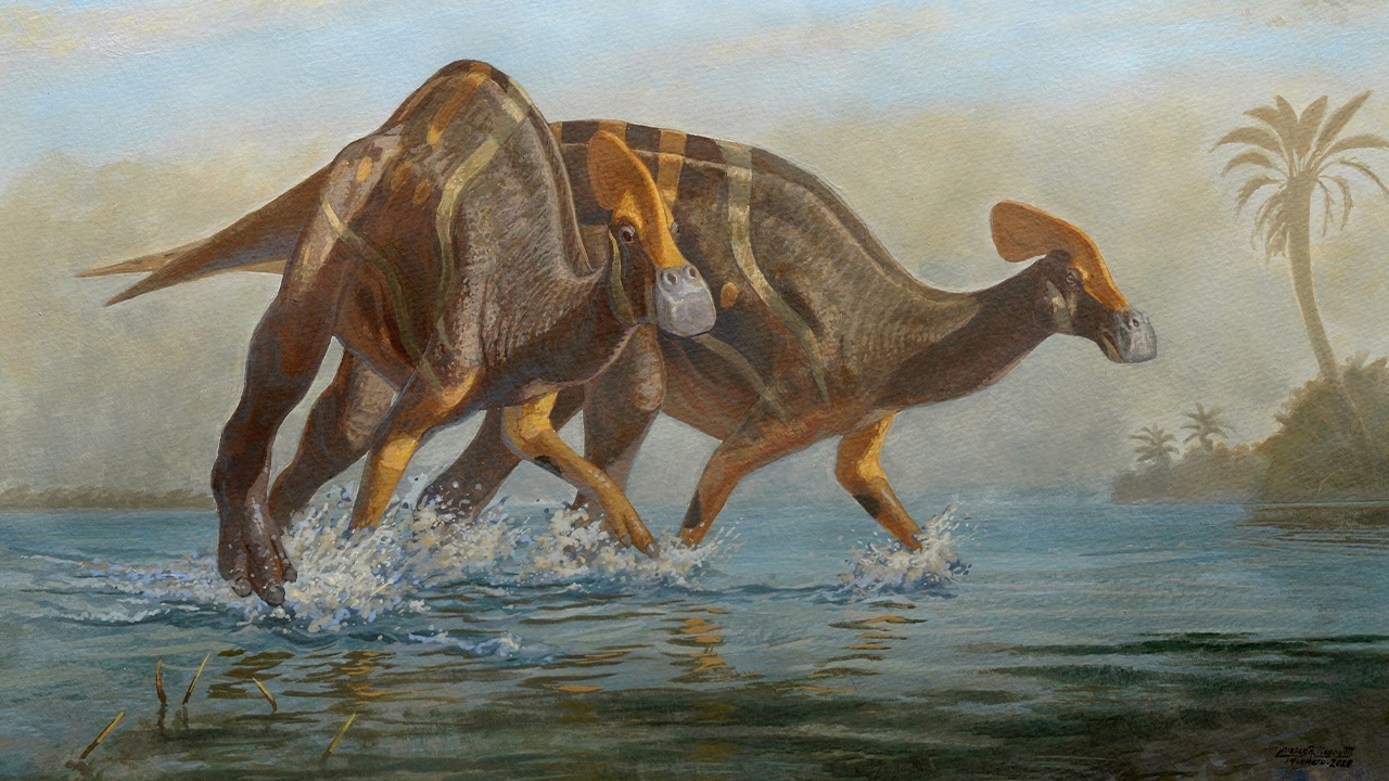 ซากฟอสซิลไดโนเสาร์พบในเม็กซิโก ระบุเป็นสายพันธุ์ช่างคุย