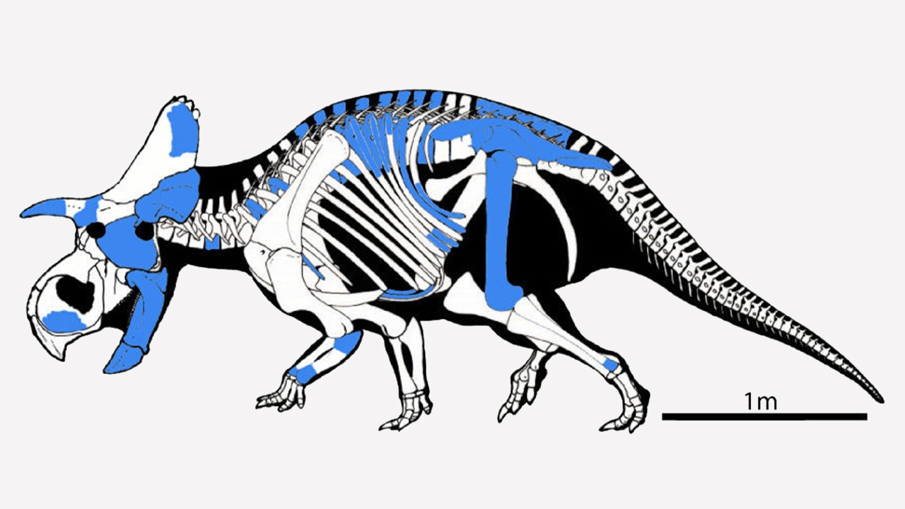 ค้นพบไดโนเสาร์กินพืช ไทรเซอราทอปส์ชนิดใหม่ในนิวเม็กซิโก