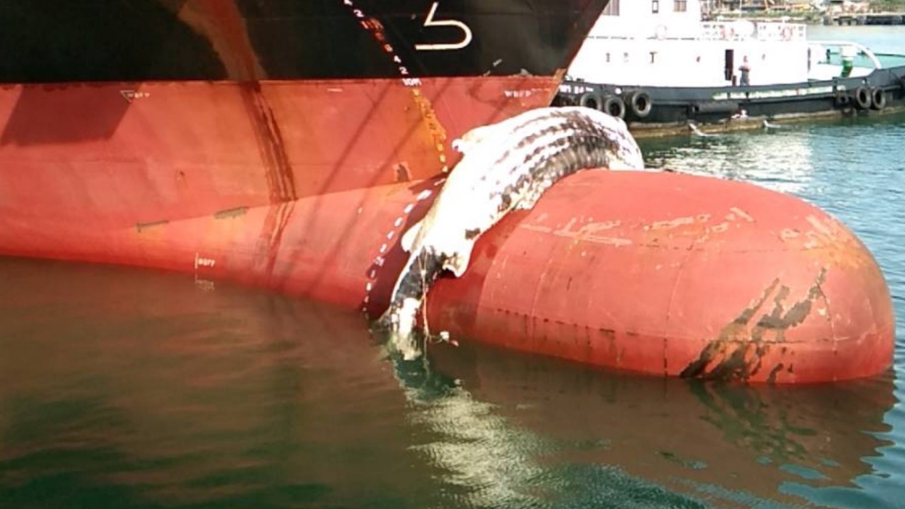 เรือบรรทุกตู้สินค้าจากเซี่ยงไฮ้ ลากซากฉลามวาฬเกยหัวเรือเข้าท่าแหลมฉบัง