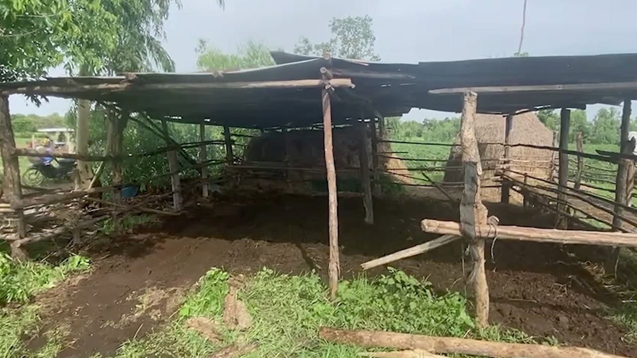 ดั่งฟ้าแกล้งอสนีบาตฟาด วัวตายยกคอก 4 ตัว คนเลี้ยงหมดตัวไร้เงินทุนทำกิน