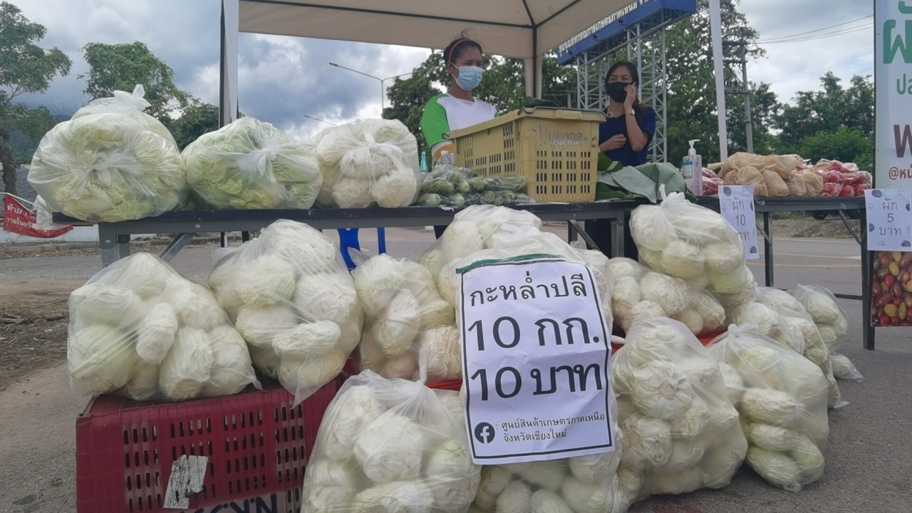 วิกฤติโควิด-19 เกษตรกรเชียงใหม่ ขายกะหล่ำปลี กิโลกรัมละ 1 บาท