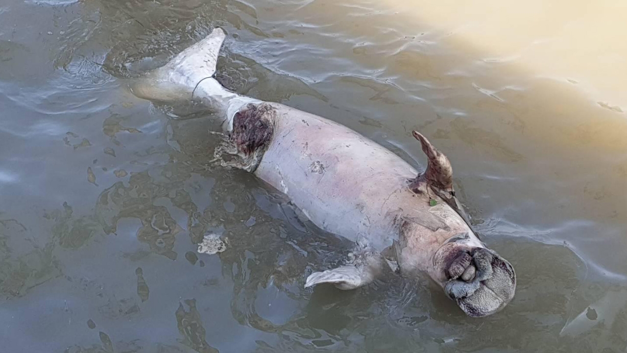 สลด ทะเลกระบี่ พะยูน 2 วัน ตาย 3 ตัว ไม่พบเขี้ยว คาดเกิดจากการล่า