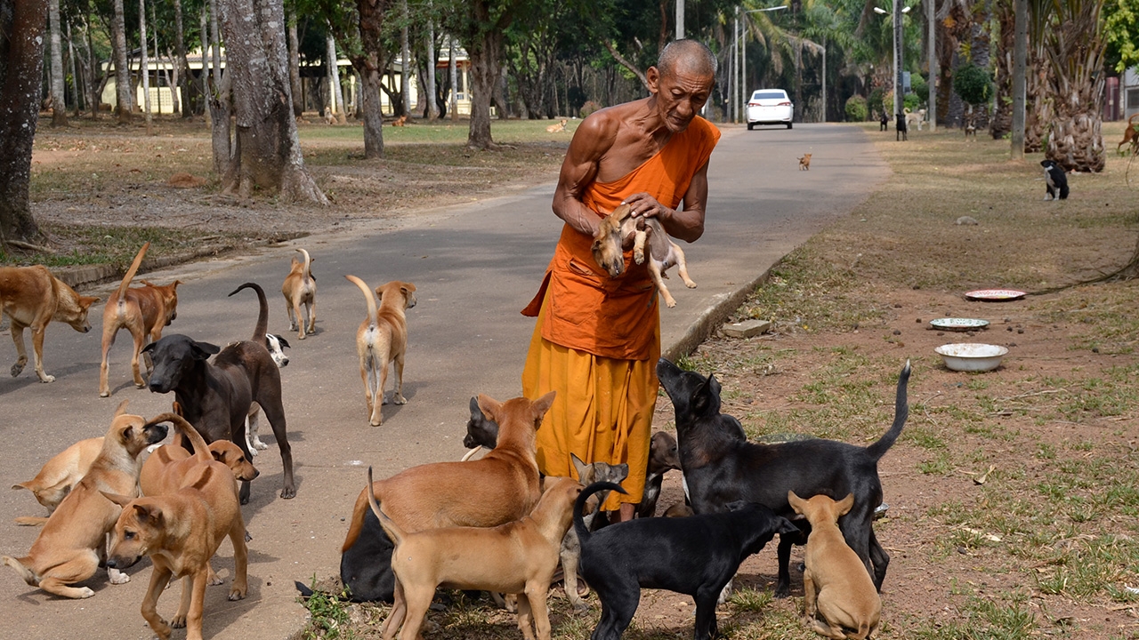พระที่ตราดโอดหลังโควิด คนปล่อยสุนัขจนล้นวัด วอนปศุสัตว์ช่วยเข้ามาทำหมัน