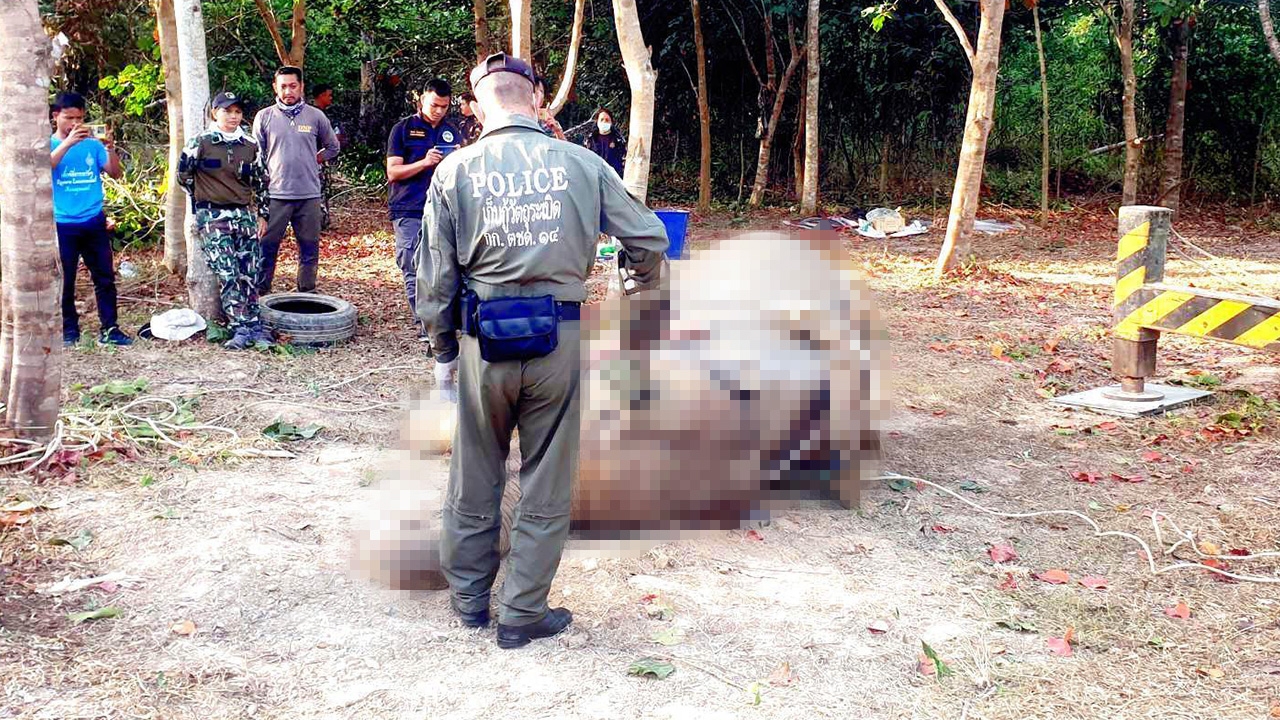 "พลายขนุน" ช้างป่ากุยบุรี สิ้นใจแล้ว ผ่าชันสูตรพบหัวกระสุนฝังทั่วร่าง