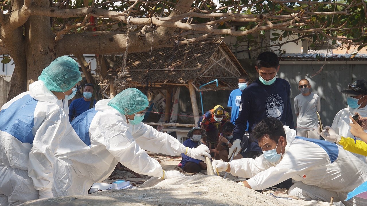ผ่าพิสูจน์ "ซากวาฬบรูด้า" เกยหาดสมุย ไม่พบสิ่งแปลกปลอม คาดป่วยตาย