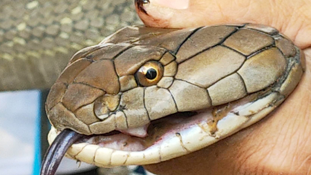 ต่างคนต่างหนี เด็กหญิง 9 ขวบ สะดุ้งเจอ "จงอาง" 4 เมตร โผล่หน้าห้องน้ำ