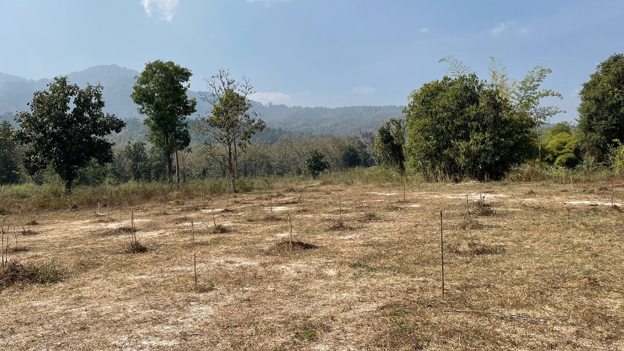 ตรวจพื้นที่บิ๊กป้อมปลูกป่าพบต้นไม้แห้งเหี่ยว ปลัดจอมแฉบอกคดีฌอนยังไม่จบ