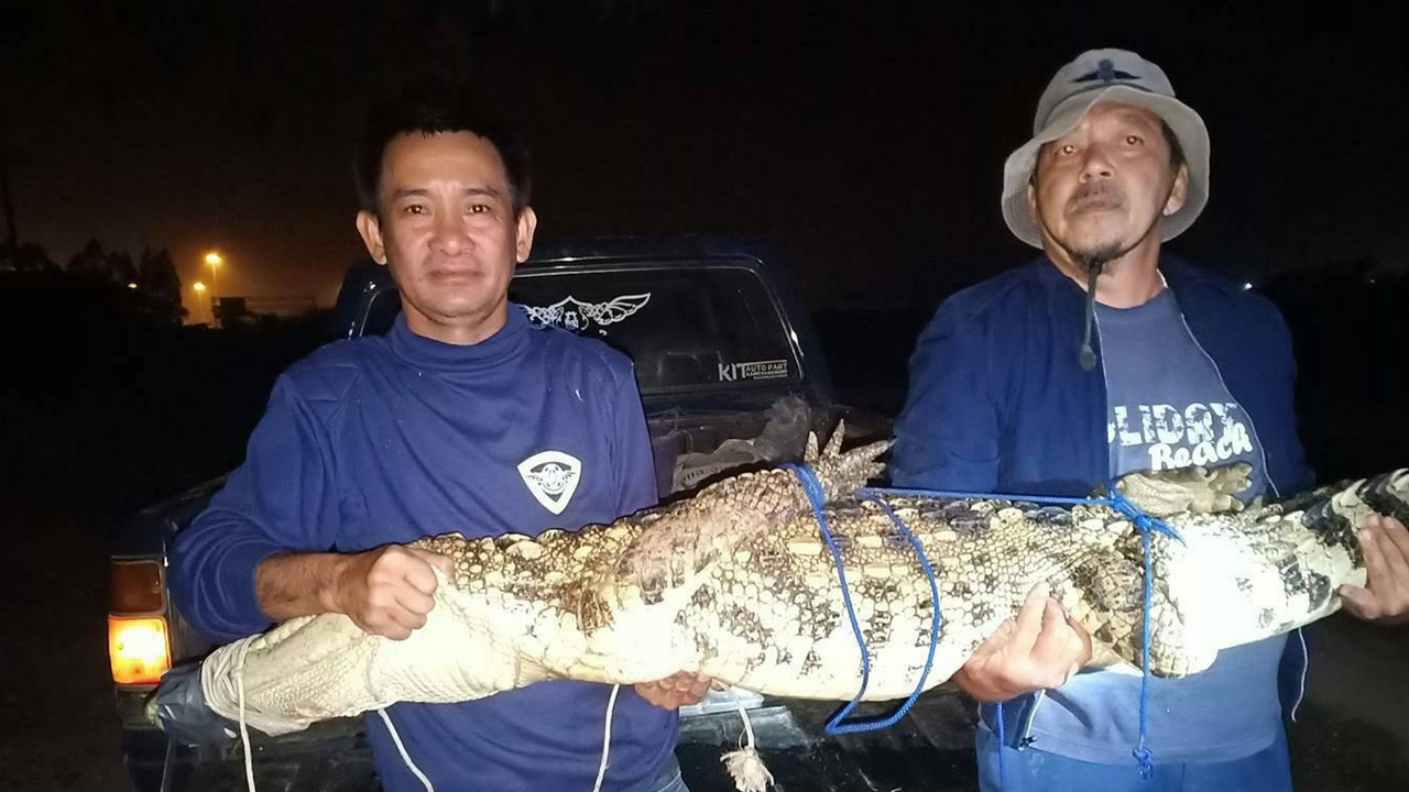 จับแล้ว ไอ้เข้ยาว 2 เมตร โผล่อาบแดดคลองชลประทาน เหลืออีก 1 ยาว 3 เมตร